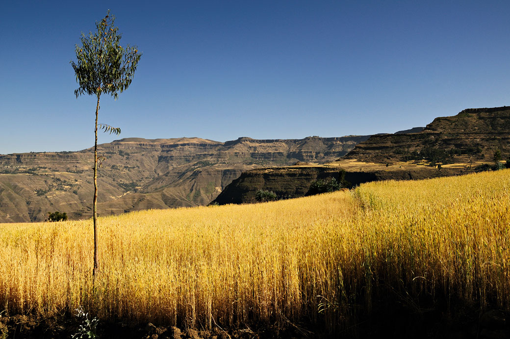 Champ de céréales sur les hauts plateaux, Ethiopie