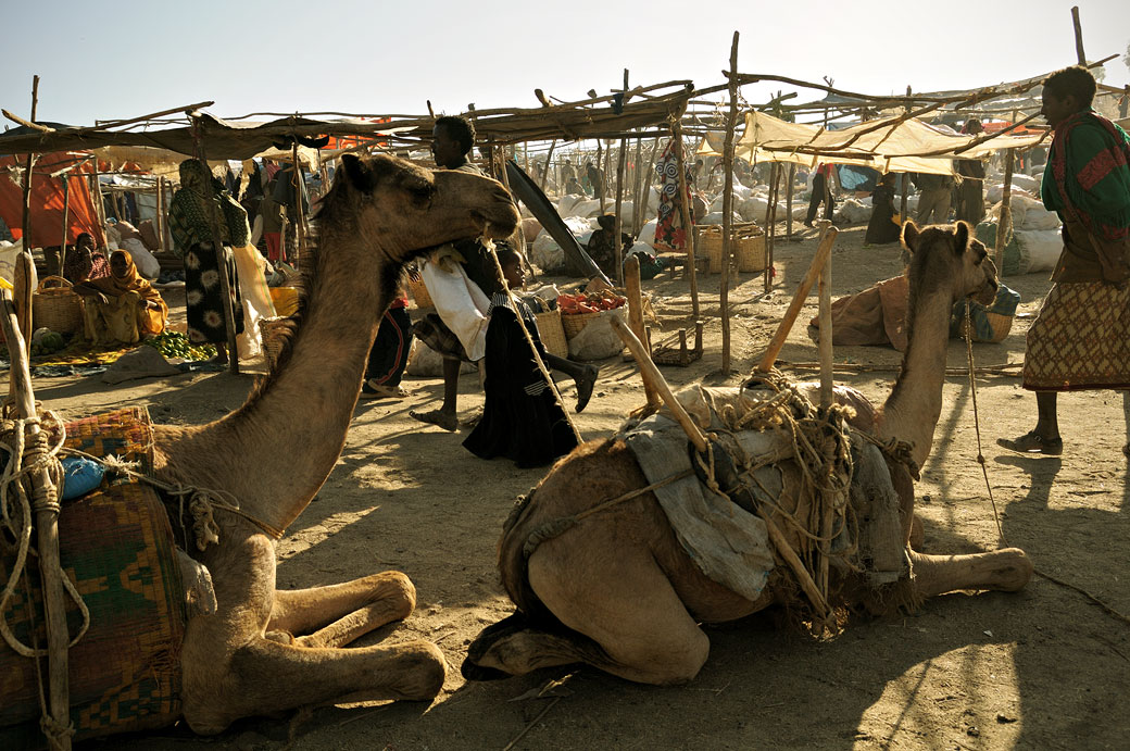 Dromadaires au marché de Bati, Ethiopie