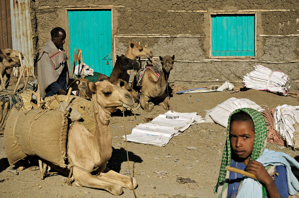 Dromadaires couchées au marché de Bati, Ethiopie