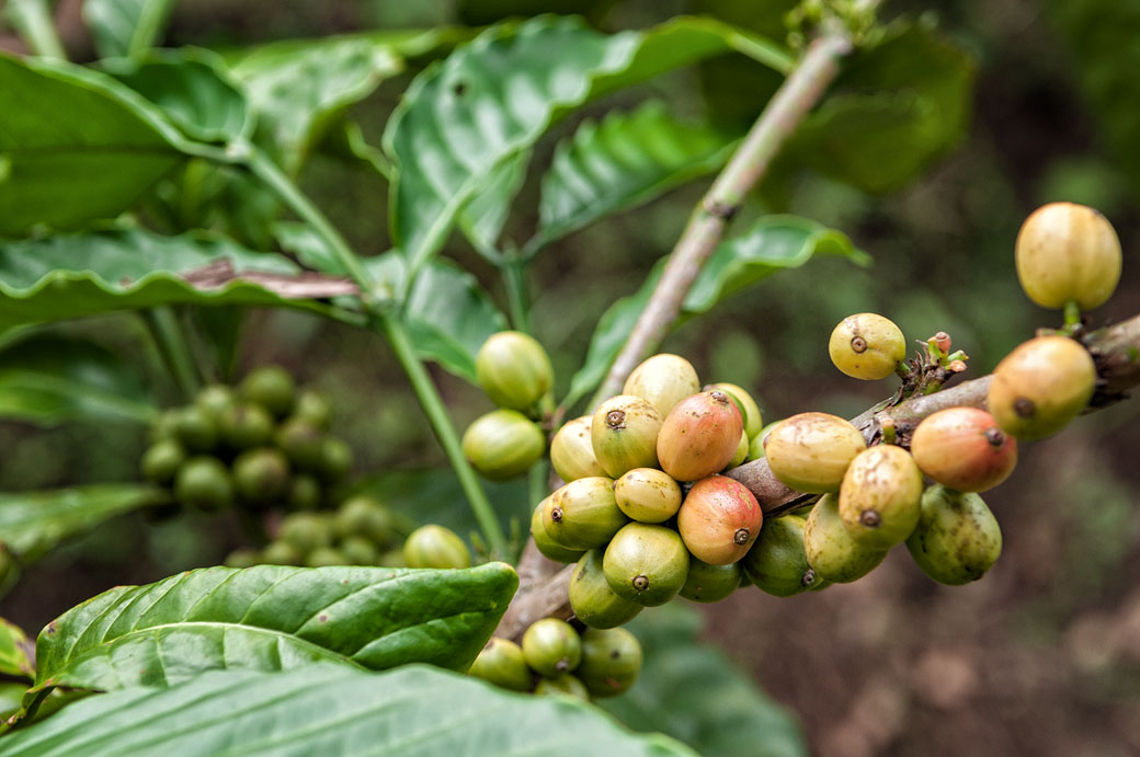 Plante de café dans une plantation de Kalibaru, Indonésie