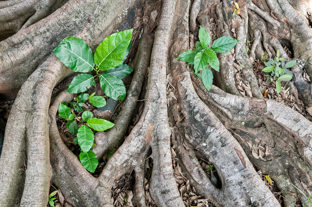 Racines dans la plantation de Kalibaru, Indonésie