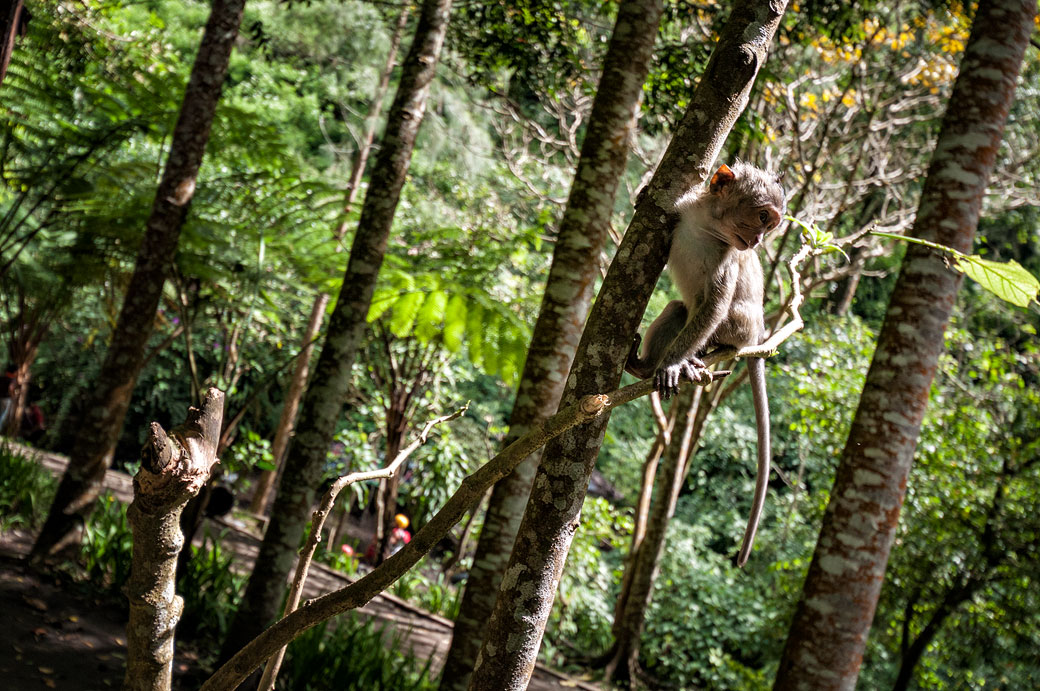Macaque dans la jungle près de la chute de Coban Rondo, Indonésie