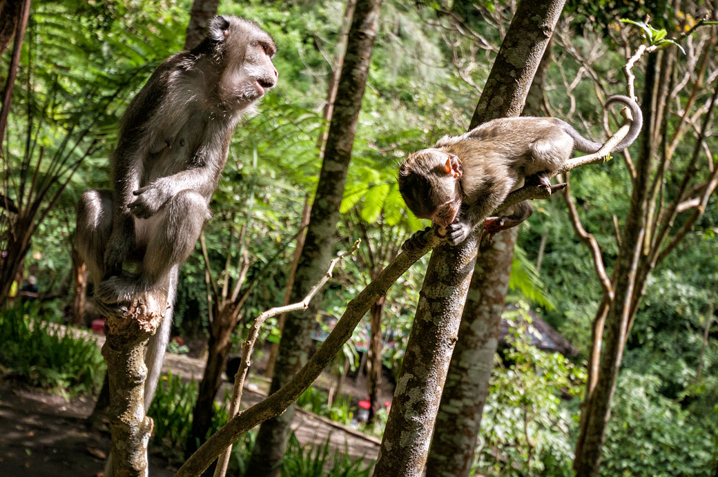 Macaques crabier dans la jungle près de la chute de Coban Rondo, Indonésie