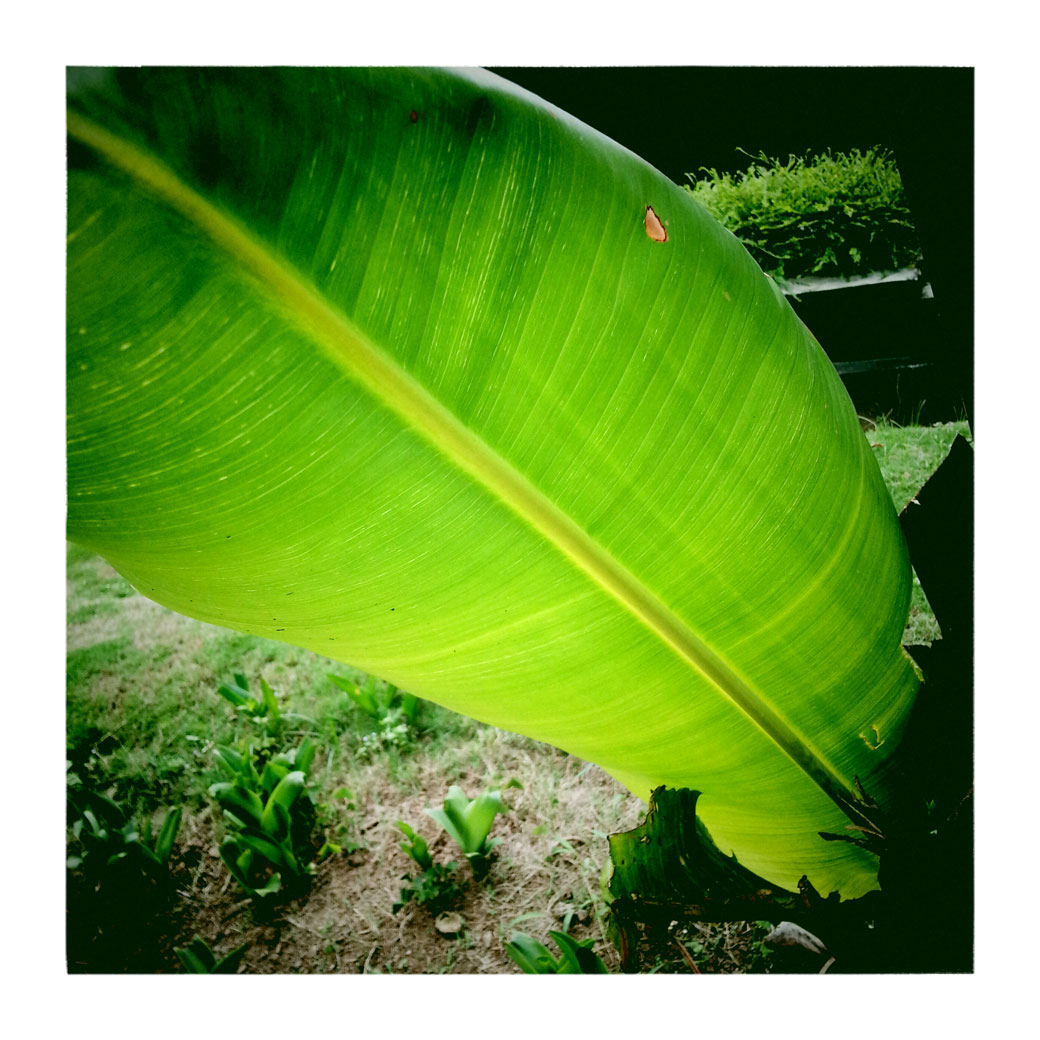 Belle feuille d'une plante dans la plantation de Kalibaru, Indonésie