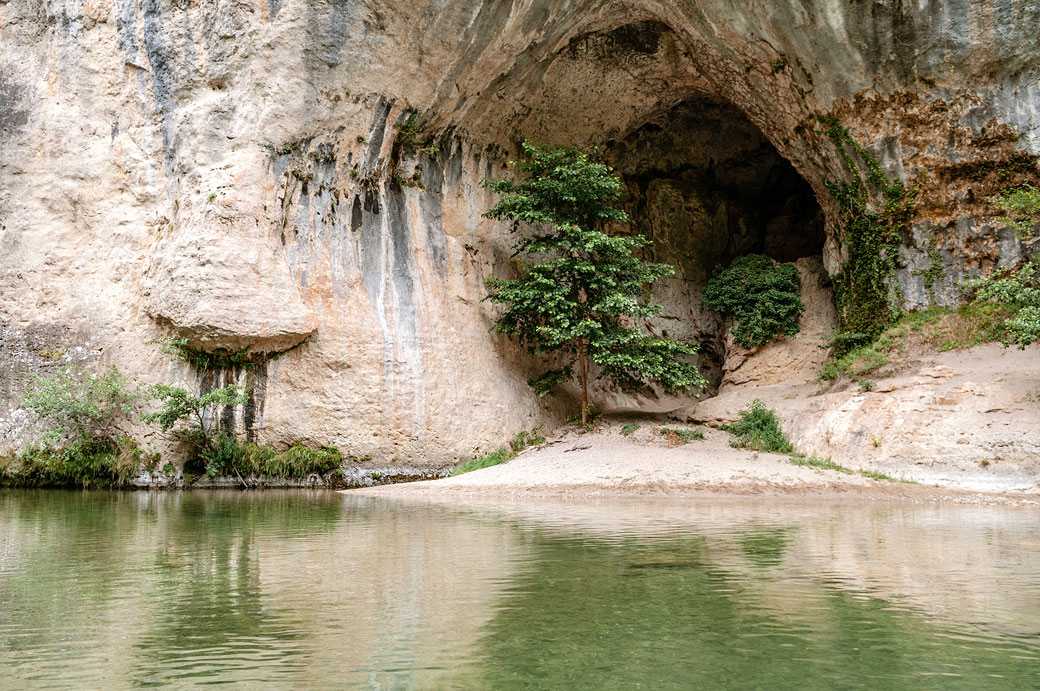 Arbre dans une grotte des gorges du Tarn, France