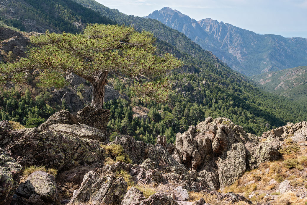 Arbre et rocher près du refuge de Ortu di u Piobbu sur le GR20