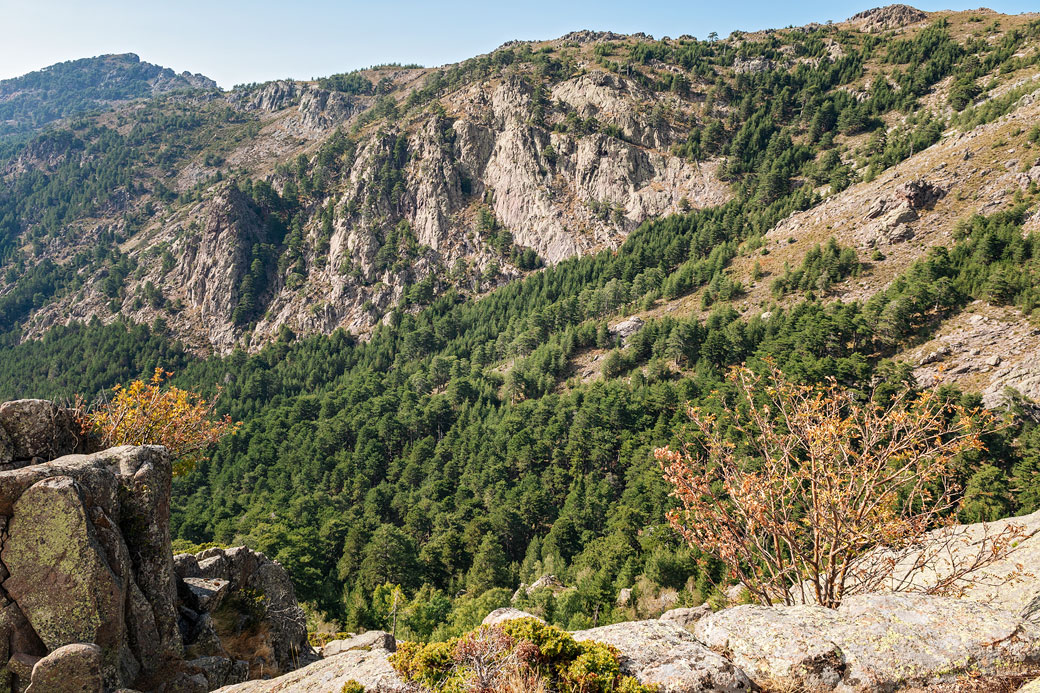 Montagne et forêt depuis le refuge de Ortu di u Piobbu, Corse