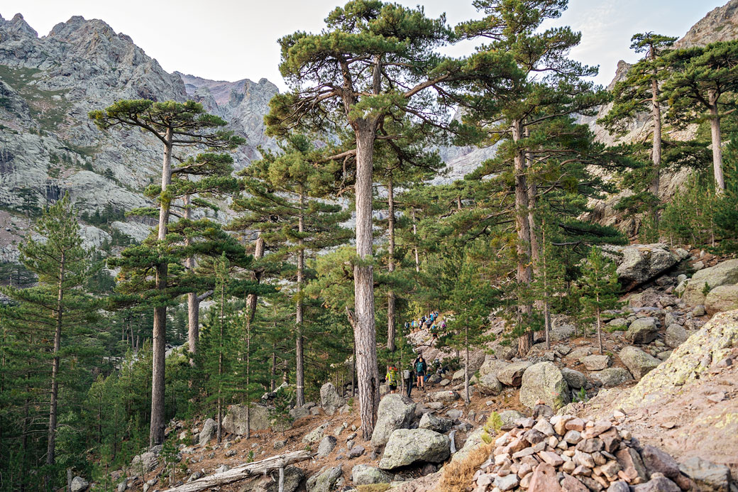 Pins laricio au départ de la 4e étape du GR20, Corse