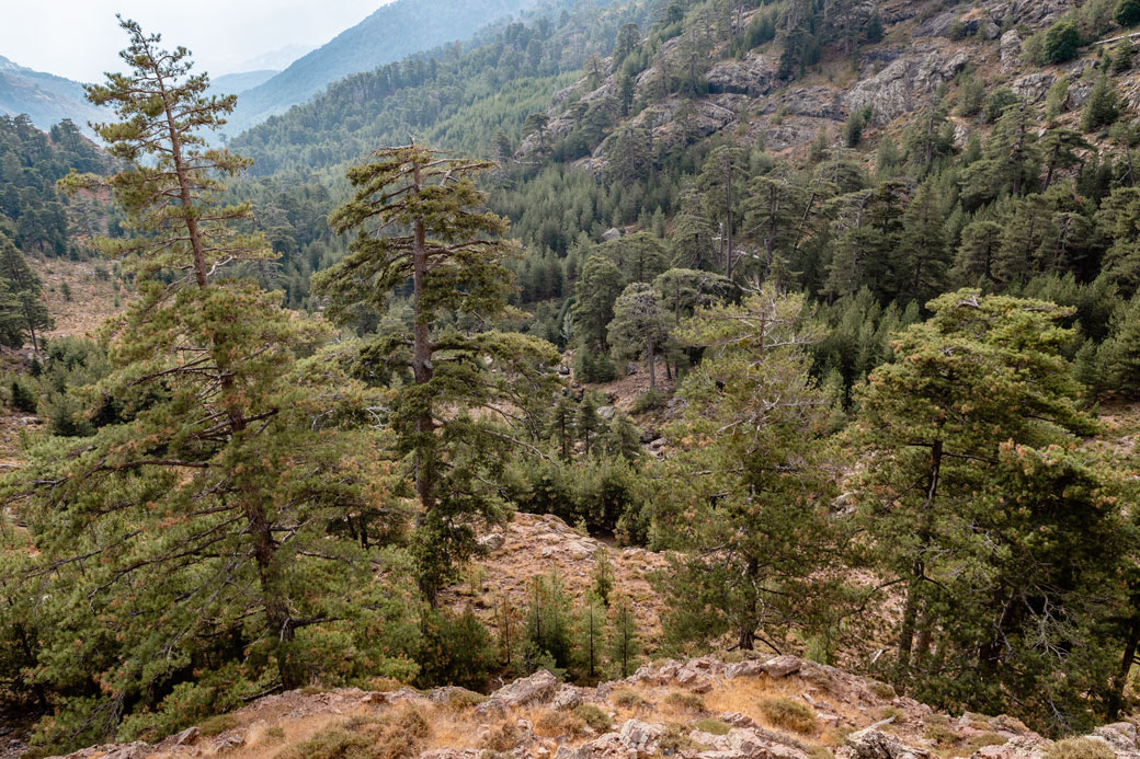 Vallée boisée entre Tighjettu et Ciottulu di i Mori sur le GR20, Corse