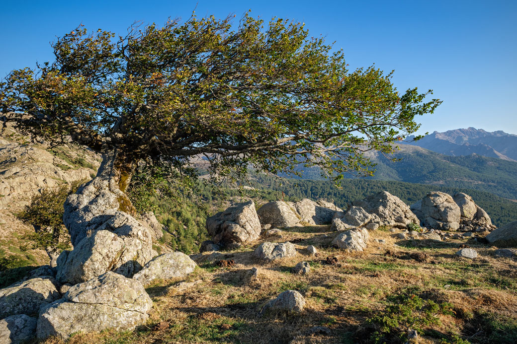 Arbre et rochers à Bocca San Pedru sur le GR20, Corse