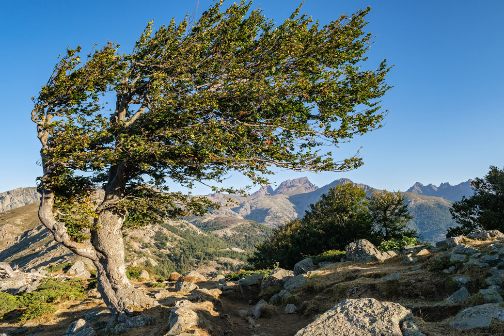 Arbre façonné par le vent à Bocca San Pedru sur le GR20, Corse