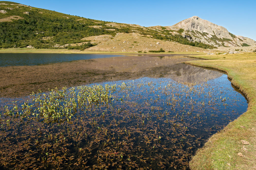 Plantes aquatiques dans le lac de Nino, Corse