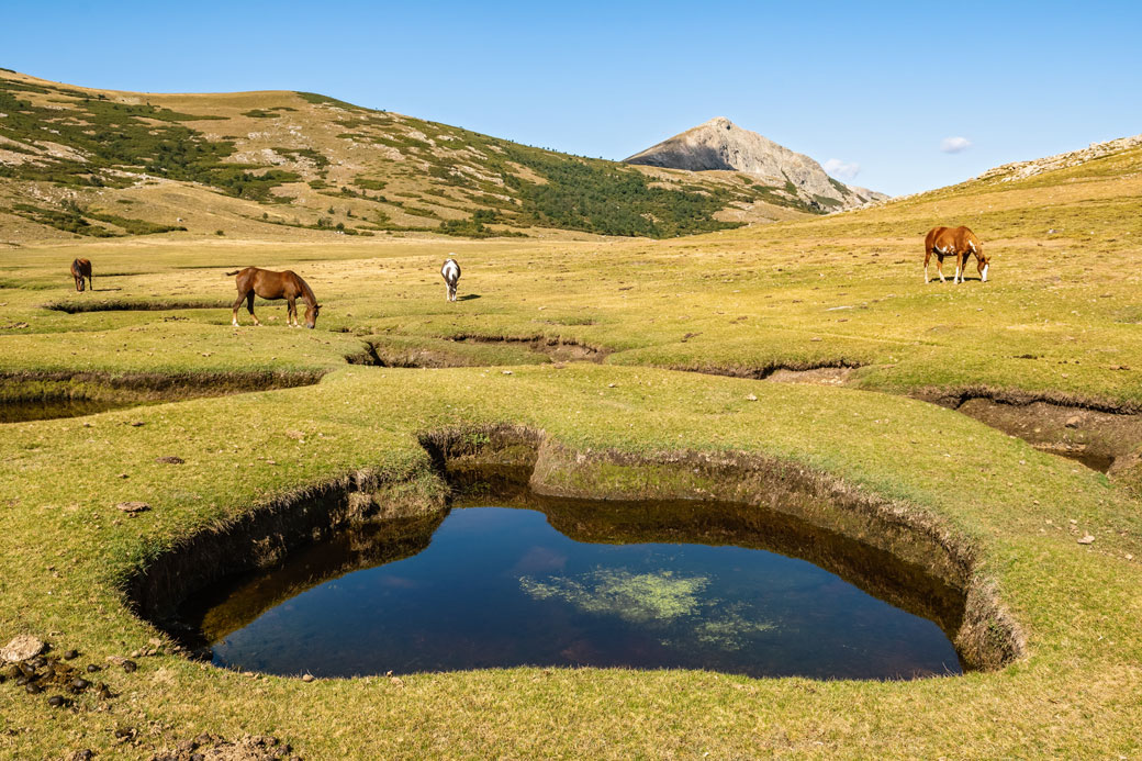 Chevaux et pozzines près du lac de Nino, Corse