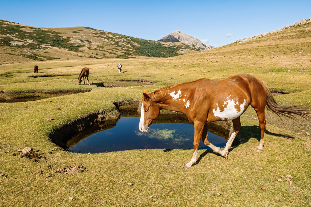 Pozzines et chevaux près du lac de Nino, Corse