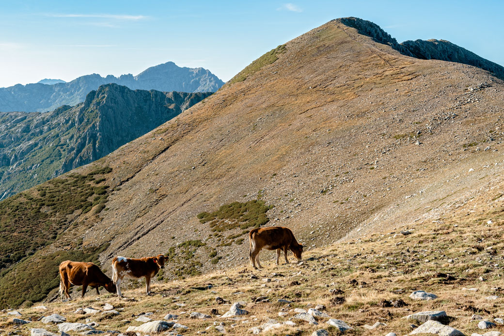 Bétail sur les crêtes de la variante de la 8e étape du GR20, Corse