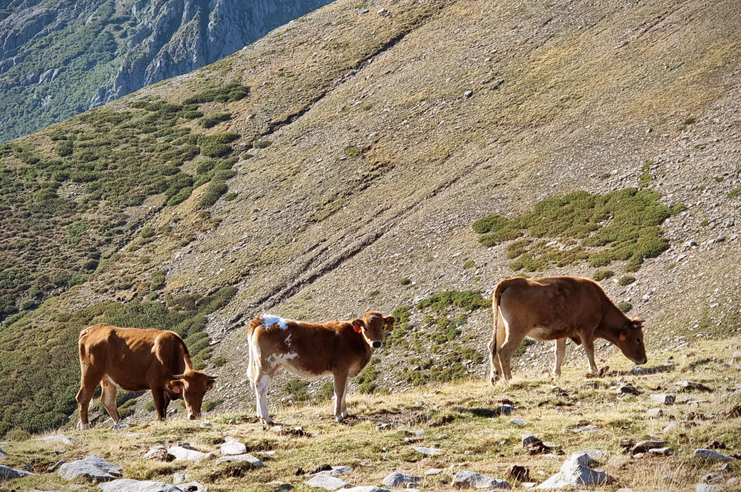 Trois vaches entre Petra Piana et l'Onda, Corse