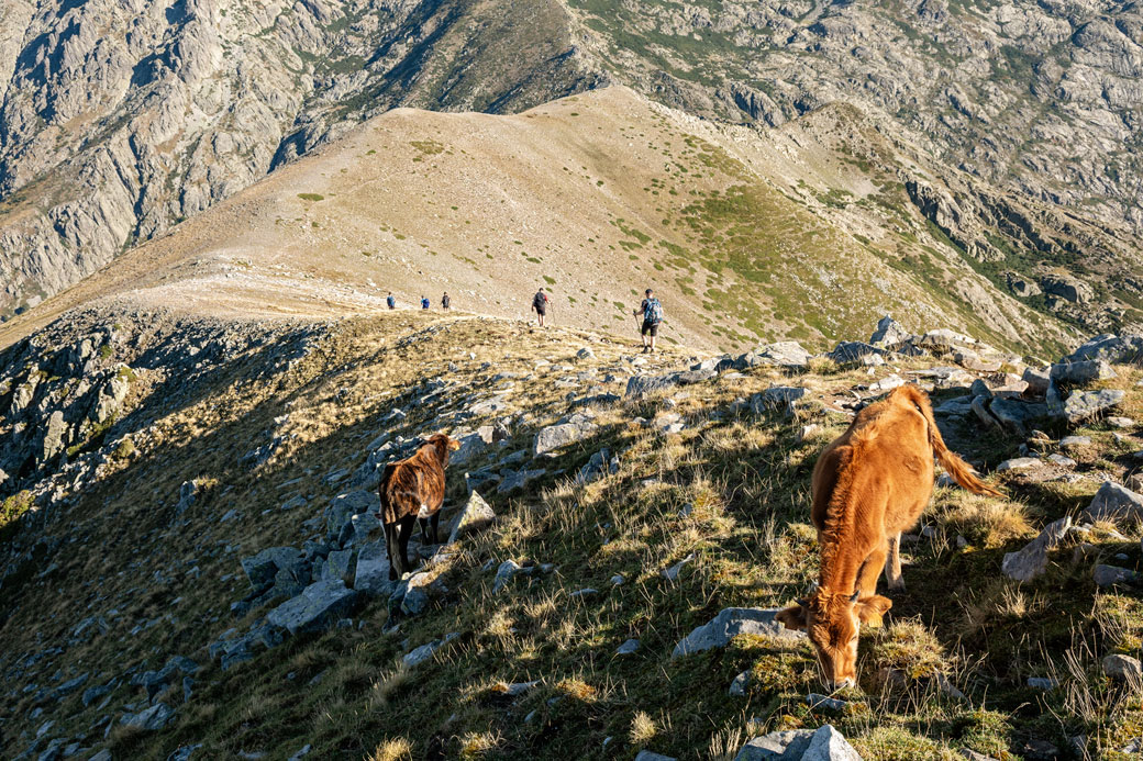Vaches et randonneurs sur les crêtes entre Petra Piana et l'Onda, Corse