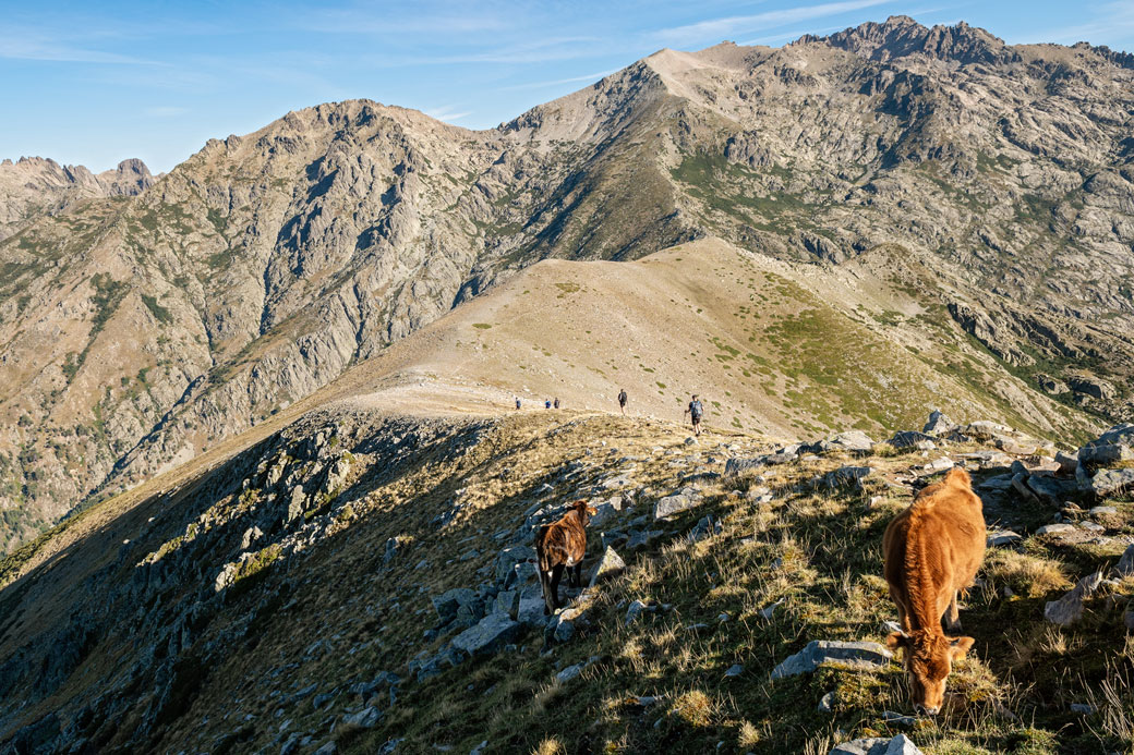 Bétail et marcheurs sur les crêtes entre Petra Piana et l'Onda, Corse