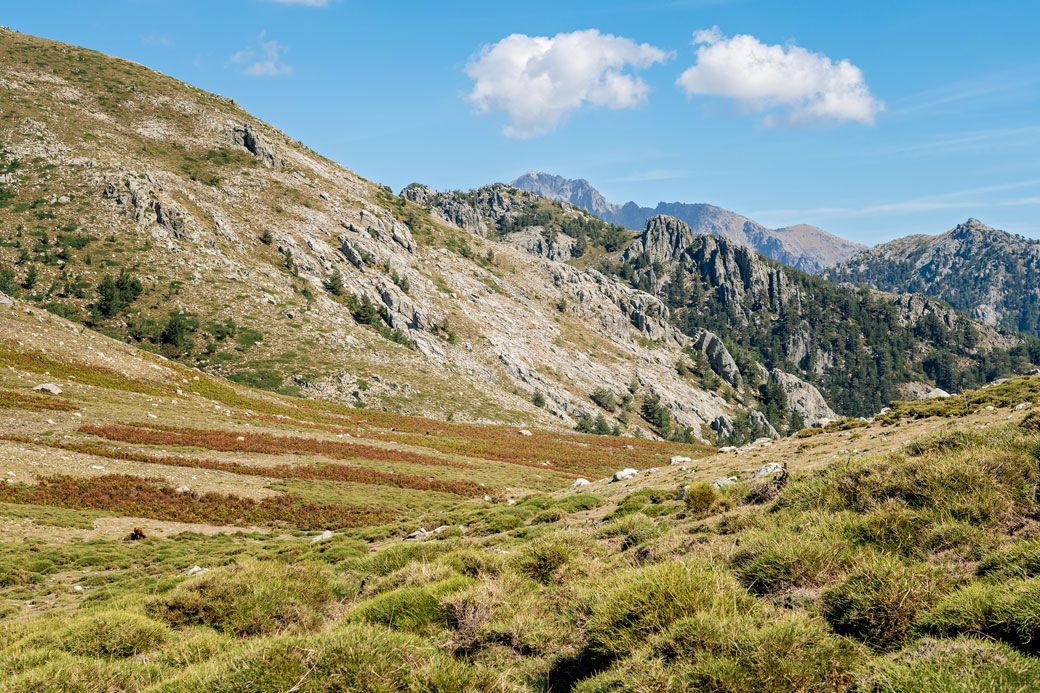 Prairie de montagne près du refuge de l'Onda, Corse