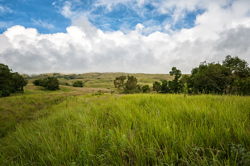 Prairie sur le flanc du Rinjani au départ de Sembalun, Lombok, Indonésie