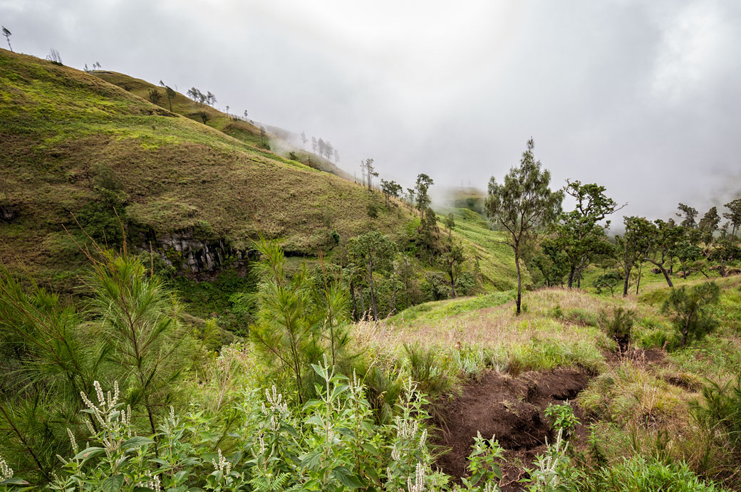 Végétation sur les pentes inférieures du volcan Rinjani, Lombok, Indonésie