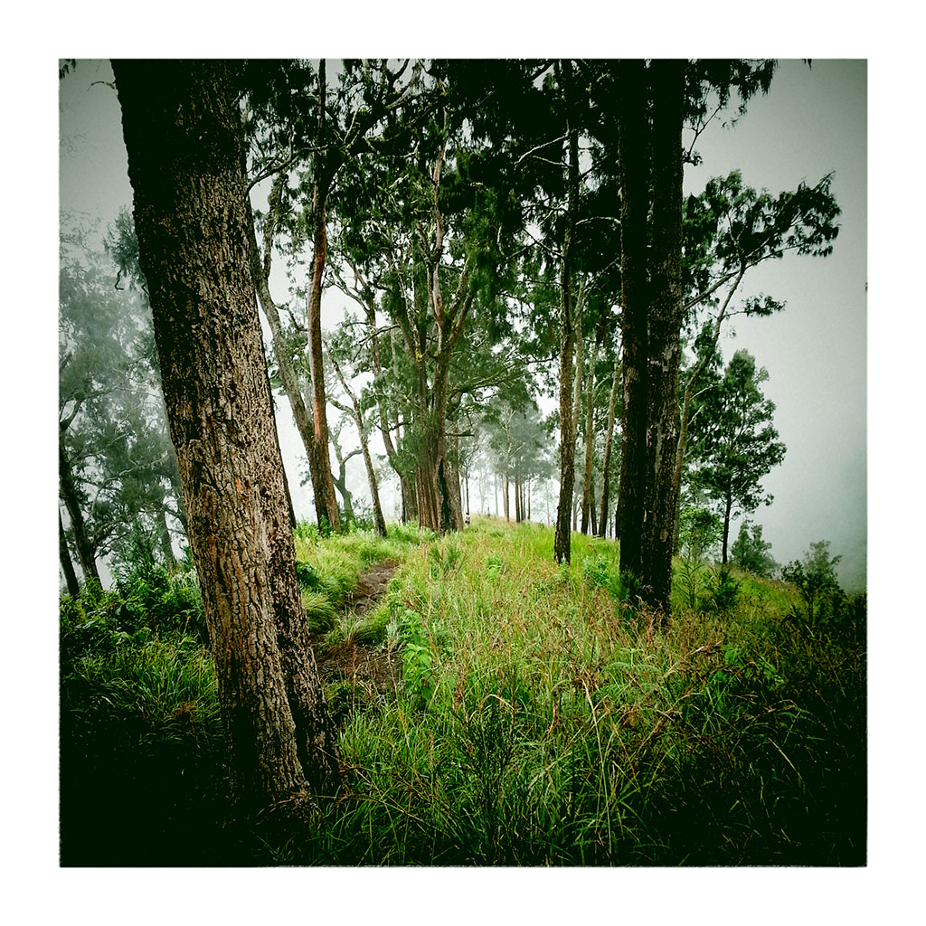 Forêt dans la brume du volcan Rinjani, Lombok, Indonésie