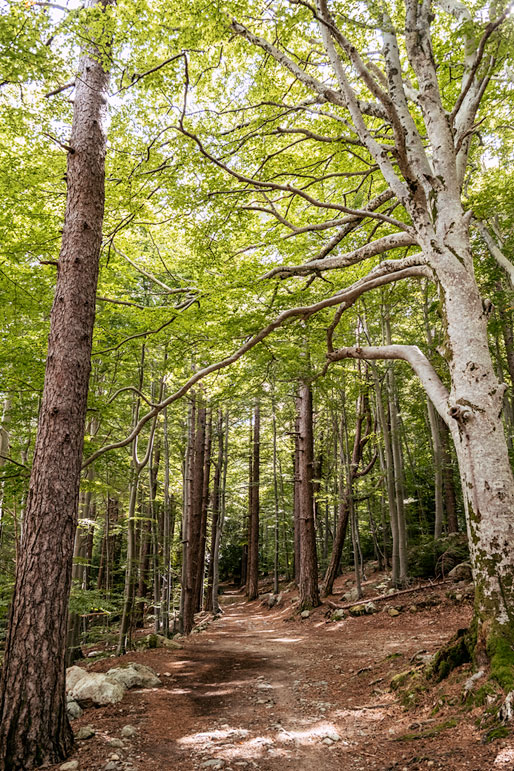 Sentier dans la forêt près de Vizzavona, Corse