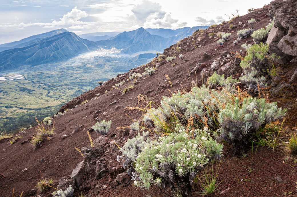 Végétation sur les pentes du Mont Rinjani, Lombok