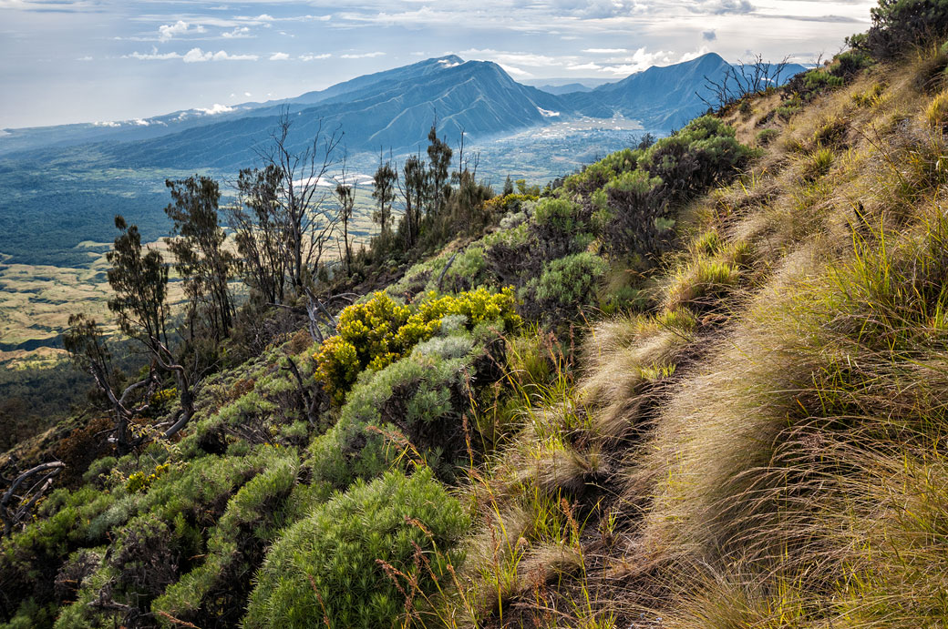 Herbes et arbustes sur les pentes du Mont Rinjani, Lombok