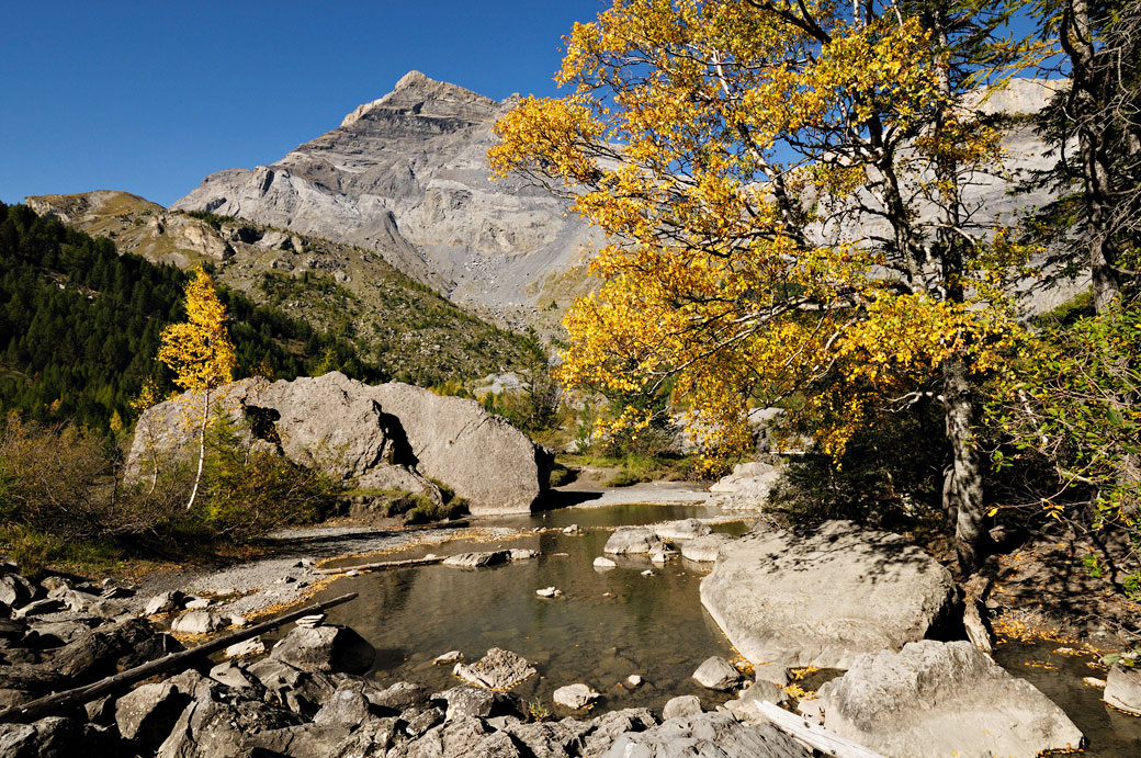 Arbres en automne à Derborence dans le canton du Valais, Suisse