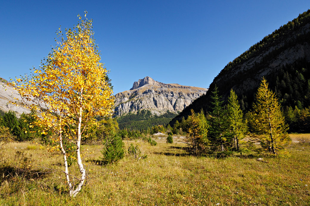 Bouleau en automne devant le Mont Gond dans le canton du Valais