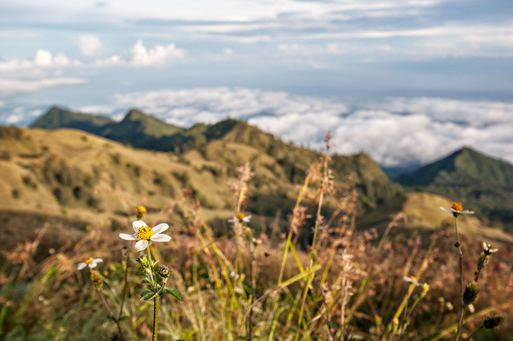 Fleurs et végétation sur le Mont Rinjani