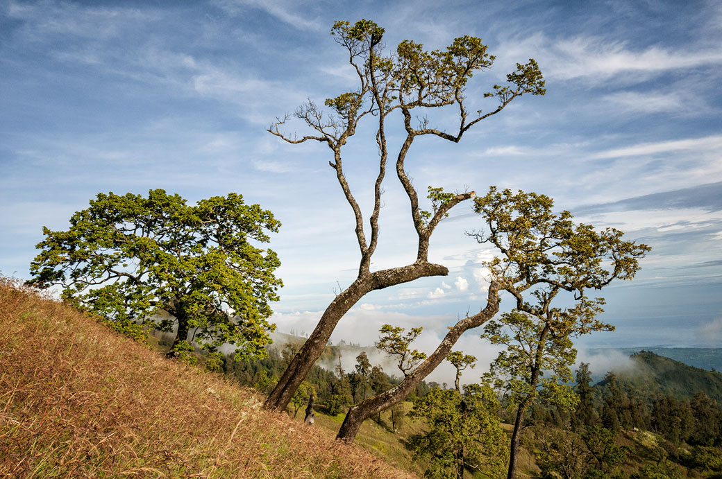 Arbres sur les pentes inférieures du Mont Rinjani