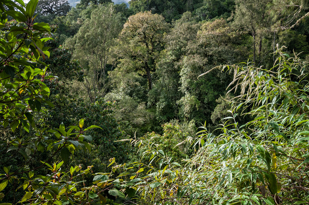 Jungle sur le Mont Rinjani