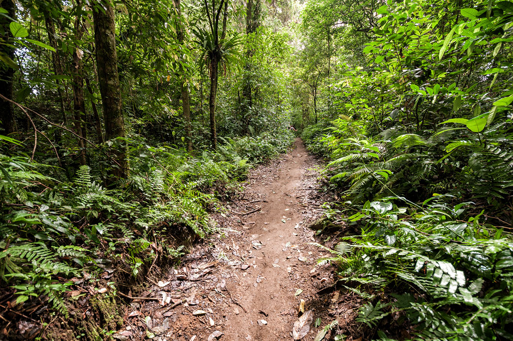 Sentier dans la jungle du Mont Rinjani près de Senaru