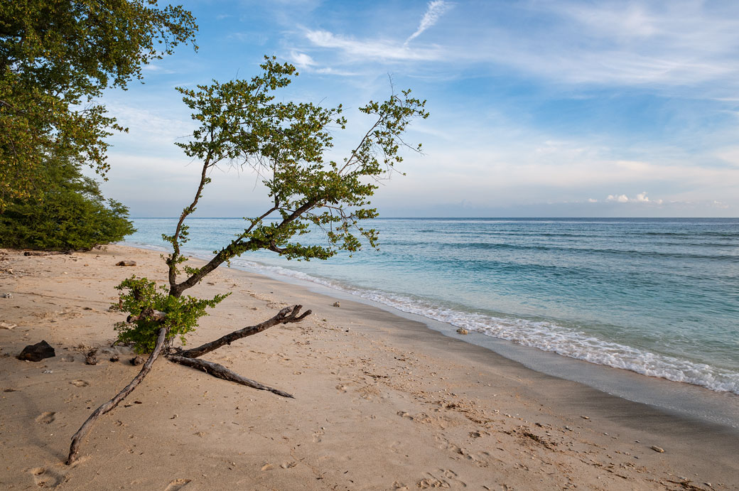 Arbuste sur une plage de Gili Trawangan