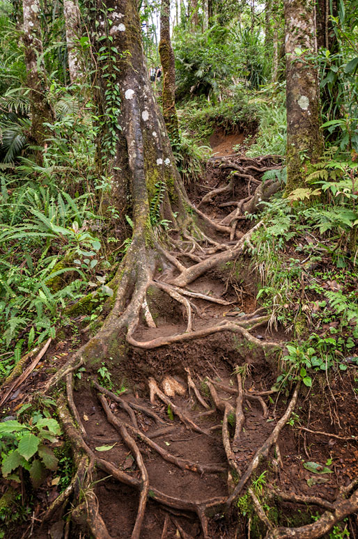 Racines et sentier sur le Mont Rinjani