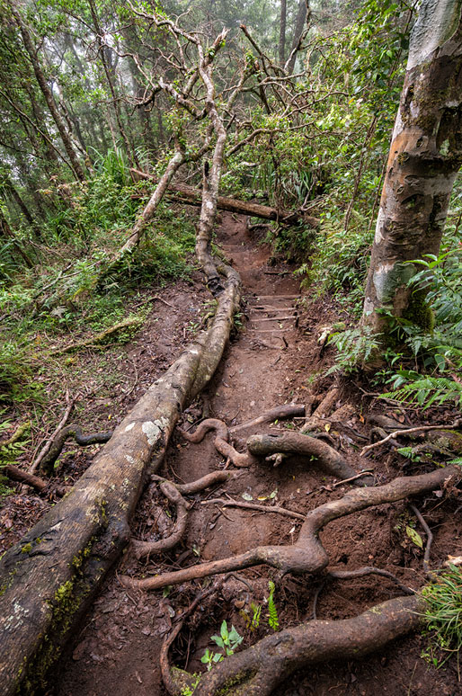 Sentier dans la jungle près de Senaru sur le Mont Rinjani