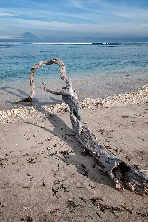 Branche morte et tordue sur une plage de Gili Trawangan