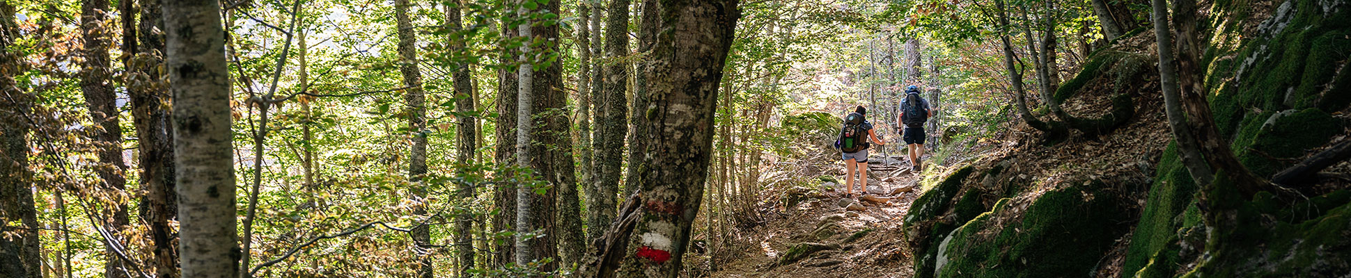 Top image randonneurs dans la forêt de Vizzavona sur le GR20, Corse