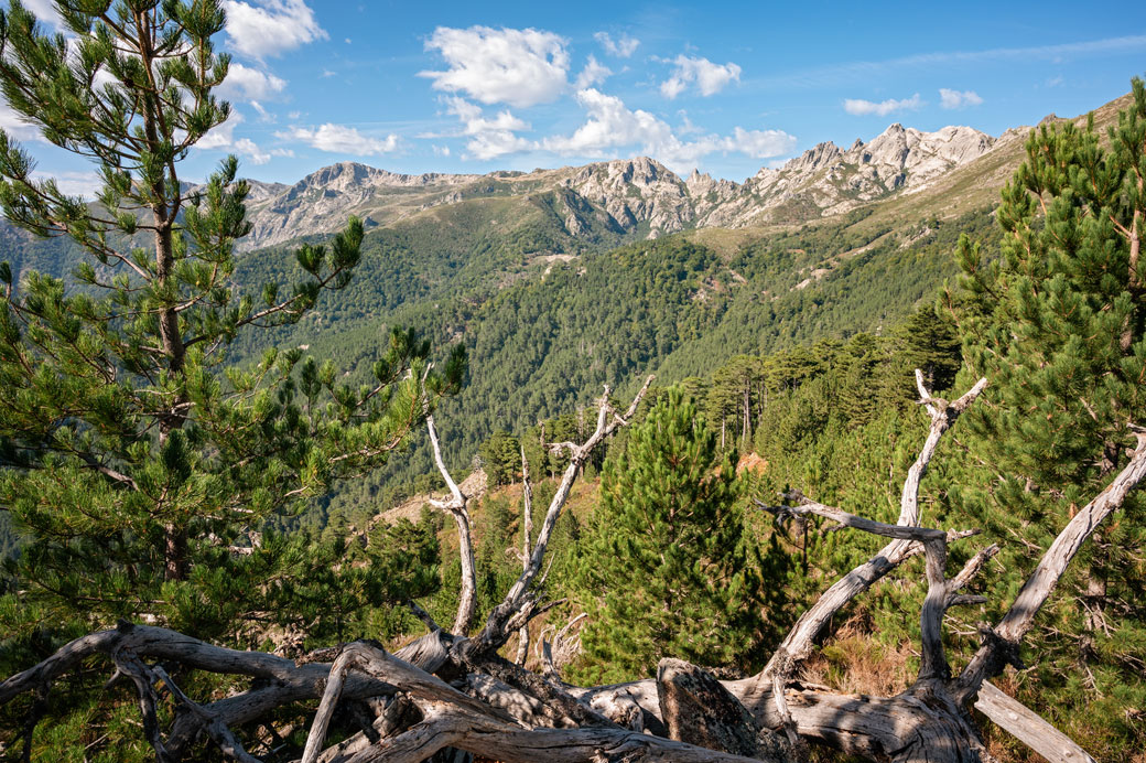 Forêt et montagne sur la 10e étape du GR20, Corse