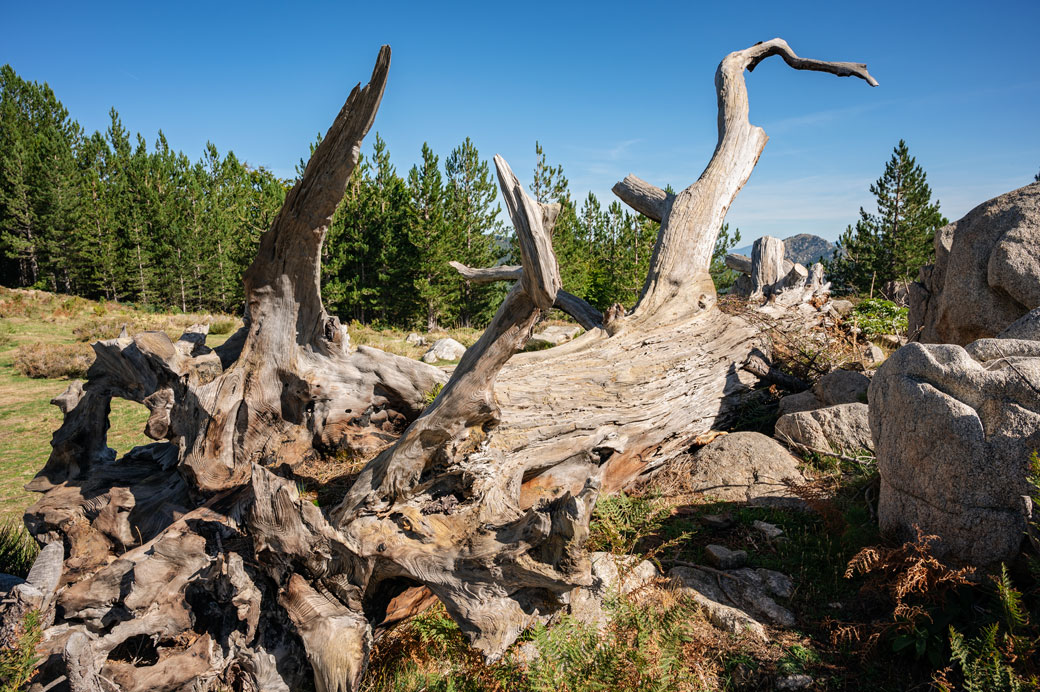 Tronc mort sur la 10e étape du GR20, Corse