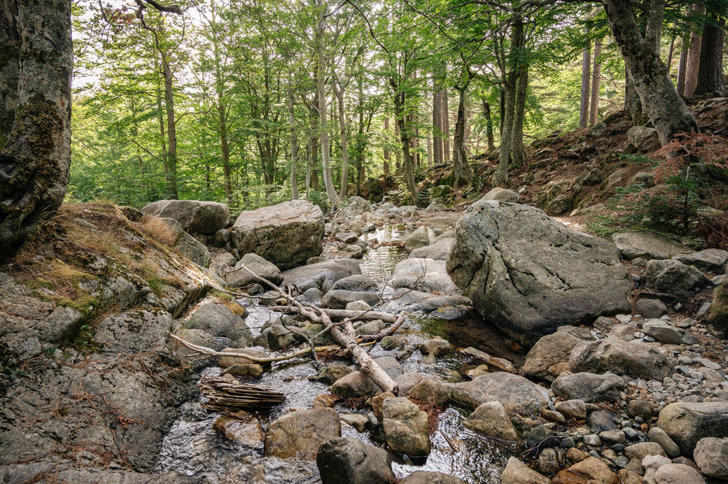 Ruisseau dans une forêt lors de la 11e étape du GR20, Corse