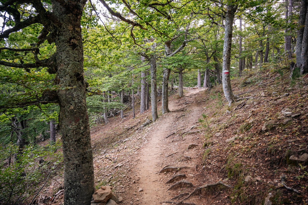 Sentier dans la forêt sur la 11e étape du GR20, Corse