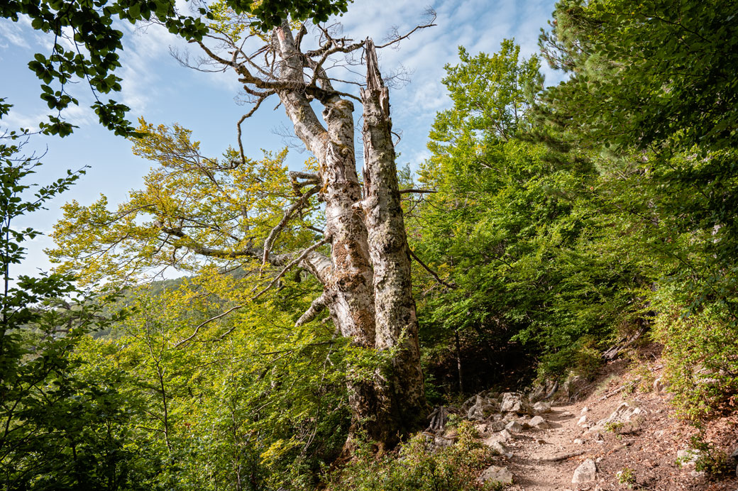 Troncs et sentier dans la forêt sur la 11e étape du GR20, Corse