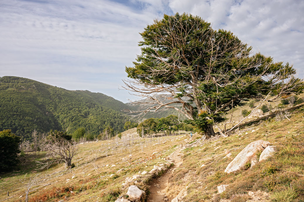 Arbre sur le plateau de Gialgone lors de la 11e étape du GR20, Corse