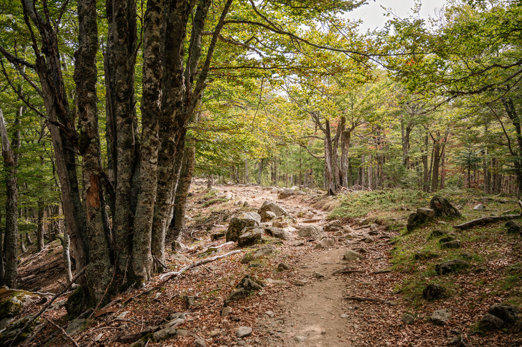 Sentier forestier qui descend vers le col de Verde, Corse