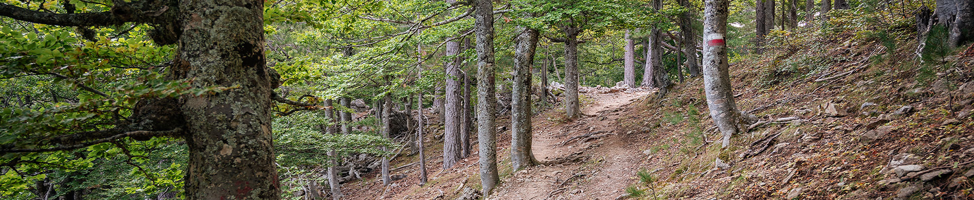 Top image forêt entre E Capanelle et Prati sur le GR20, Corse
