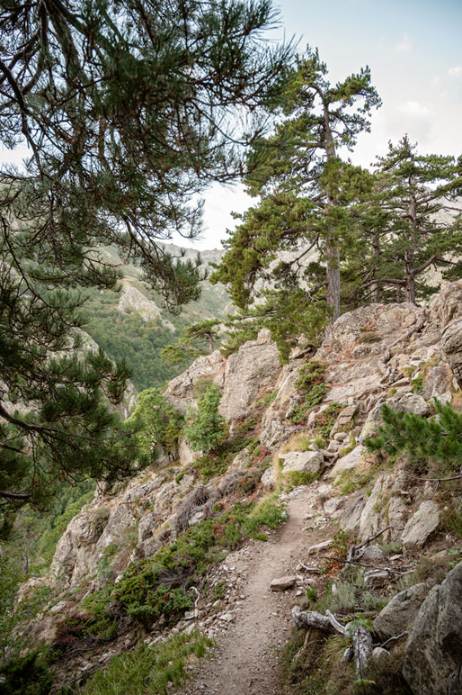 Arbres et rochers sur la 11e étape du GR20, Corse