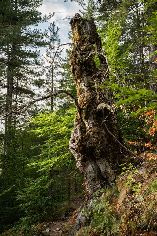 Gros tronc dans la forêt lors de la 11e étape du GR20, Corse